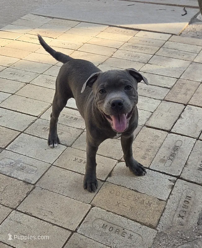 Spiderman  – Staffordshire Bull Terrier puppy for sale in Vivian, LA
