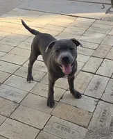 Spiderman , a male Staffordshire Bull Terrier for sale in Vivian, LA – 1 of 3