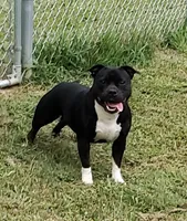 Blue Duke, a male Staffordshire Bull Terrier for sale in Vivian, LA – 3 of 3