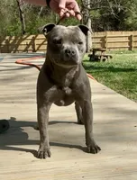 Josey, a female Staffordshire Bull Terrier for sale in Vivian, LA – 3 of 4