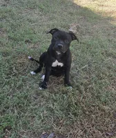 Pending , a female Staffordshire Bull Terrier for sale in Vivian, LA – 5 of 5