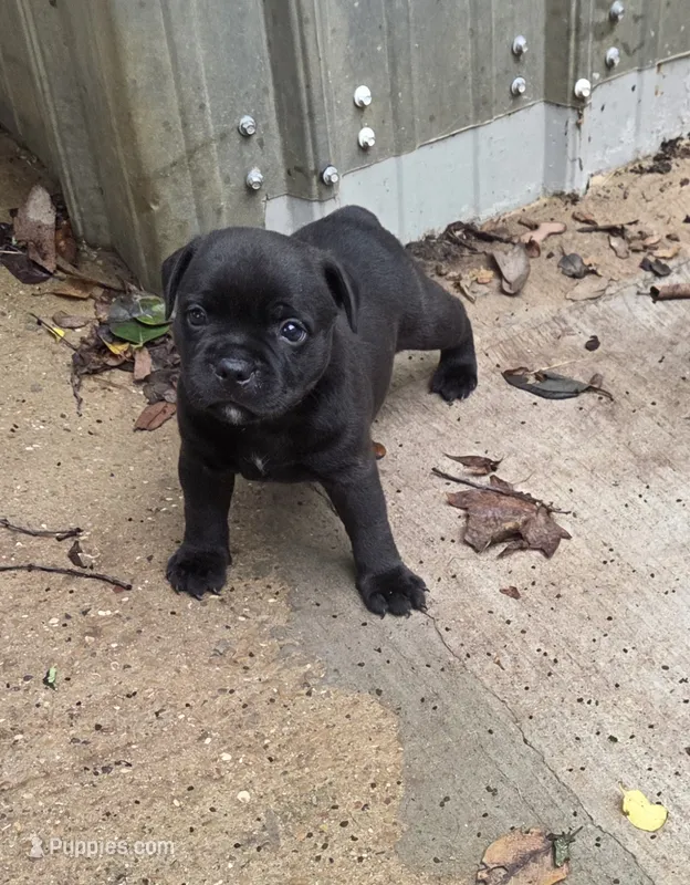 Josey – Staffordshire Bull Terrier puppy for sale in Vivian, LA