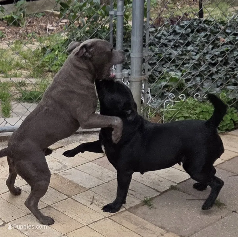 Soon  – Staffordshire Bull Terrier puppy for sale in Vivian, LA