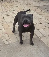 Bling Bling, a female Staffordshire Bull Terrier for sale in Vivian, LA – 2 of 4