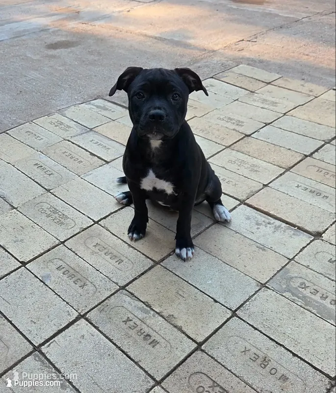 Bling Bling – Staffordshire Bull Terrier puppy for sale in Vivian, LA