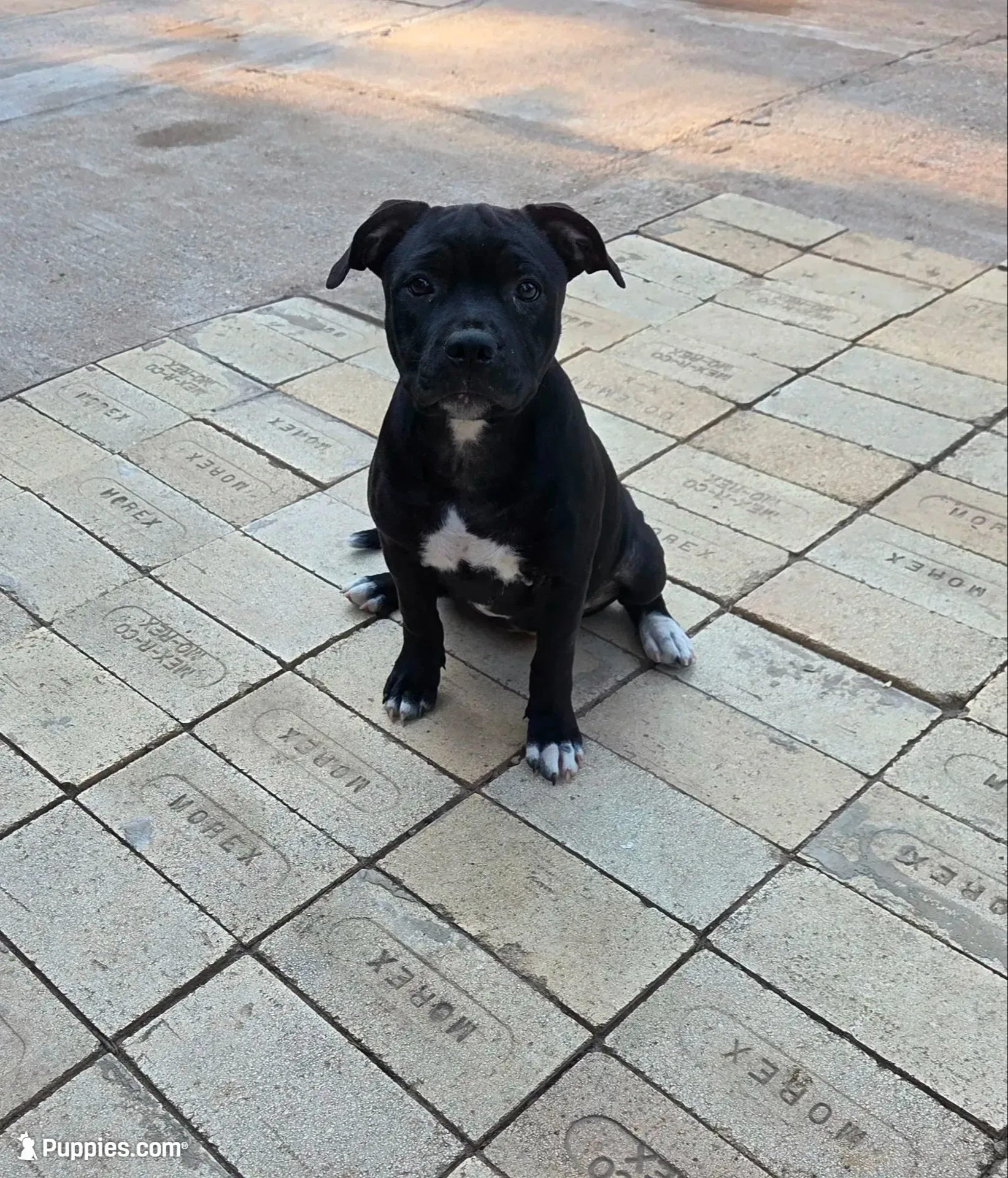Bling Bling, a female Staffordshire Bull Terrier for sale in Vivian, LA – 1 of 4