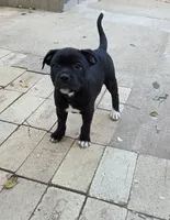 Bling Bling, a female Staffordshire Bull Terrier for sale in Vivian, LA – 4 of 4