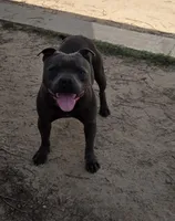 Soon , a  Staffordshire Bull Terrier for sale in Vivian, LA – 2 of 3