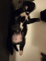 Bling Bling, a female Staffordshire Bull Terrier for sale in Vivian, LA – 1 of 3
