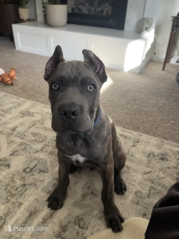 Luca – Cane Corso puppy for sale in Atascadero, CA