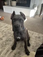 Luca, a male Cane Corso for sale in Atascadero, CA – 1 of 3