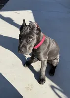 Nova, a female Cane Corso for sale in Atascadero, CA – 3 of 3