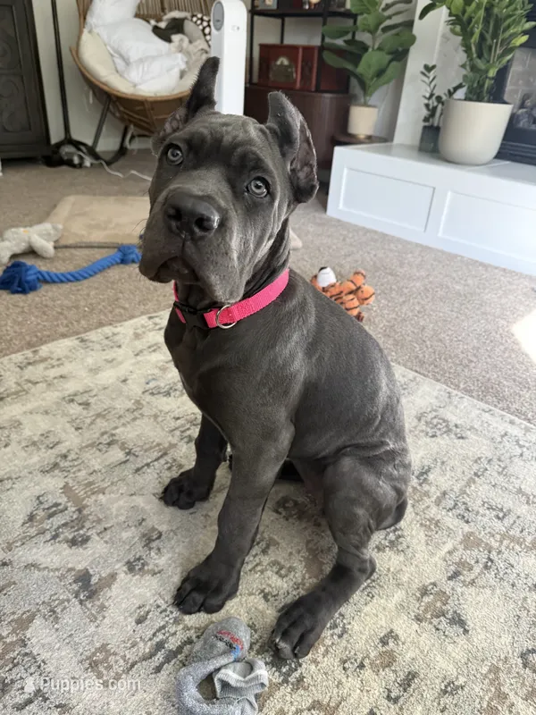 Nova – Cane Corso puppy for sale in Atascadero, CA