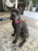 Nova, a female Cane Corso for sale in Atascadero, CA – 1 of 3
