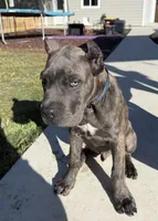 Luca, a male Cane Corso for sale in Atascadero, CA – 3 of 3