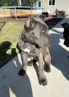 Luca, a male Cane Corso for sale in Atascadero, CA – 2 of 3