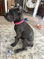 Nova, a female Cane Corso for sale in Atascadero, CA – 2 of 3