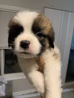 N/A, a male Saint Bernard for sale in Westminster, CA – 2 of 3