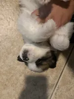 N/A, a male Saint Bernard for sale in Westminster, CA – 4 of 7