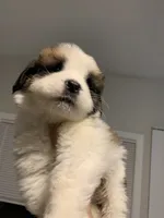 N/A, a male Saint Bernard for sale in Westminster, CA – 5 of 7