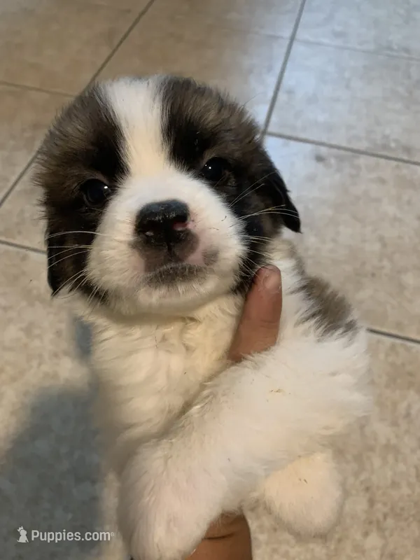 N/A – Saint Bernard puppy for sale in Westminster, CA