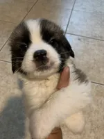 N/A, a female Saint Bernard for sale in Westminster, CA – 1 of 6