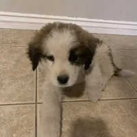 No name, a male Saint Bernard for sale in Westminster, CA – Photo 6 of 6