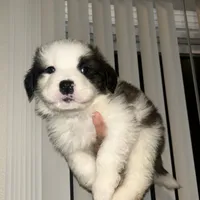 No name, a male Saint Bernard for sale in Westminster, CA – Photo 2 of 6