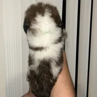 No name, a male Saint Bernard for sale in Westminster, CA – Photo 3 of 6