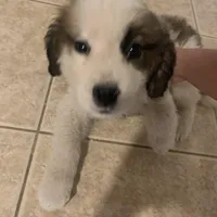 No name, a male Saint Bernard for sale in Westminster, CA – Photo 4 of 6