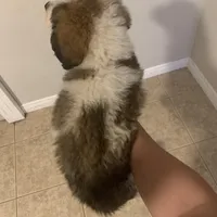 No name, a male Saint Bernard for sale in Westminster, CA – Photo 5 of 6