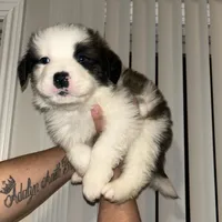 No name, a male Saint Bernard for sale in Westminster, CA – Photo 1 of 6