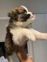 N/A, a male Saint Bernard for sale in Westminster, CA – 3 of 3