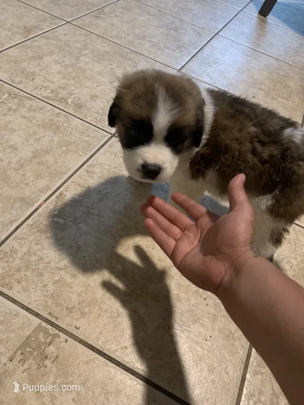 N/A – Saint Bernard puppy for sale in Westminster, CA