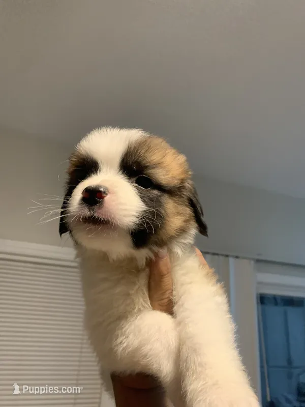 N/A – Saint Bernard puppy for sale in Westminster, CA