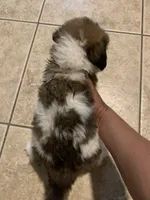 N/A, a male Saint Bernard for sale in Westminster, CA – 7 of 7