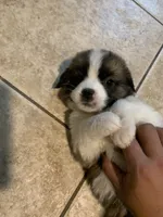 N/A, a female Saint Bernard for sale in Westminster, CA – 6 of 6