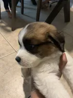 N/A, a male Saint Bernard for sale in Westminster, CA – 3 of 8