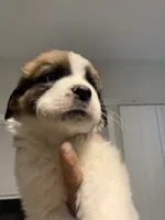 N/A, a male Saint Bernard for sale in Westminster, CA – 2 of 8