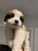 N/A, a male Saint Bernard for sale in Westminster, CA – 2 of 7