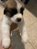N/A, a male Saint Bernard for sale in Westminster, CA – 6 of 8