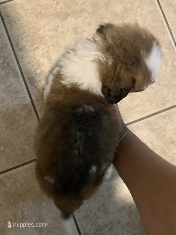 N/A – Saint Bernard puppy for sale in Westminster, CA