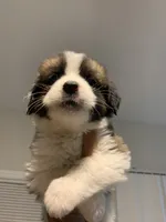 N/A, a female Saint Bernard for sale in Westminster, CA – 2 of 6