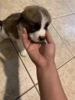 N/A, a male Saint Bernard for sale in Westminster, CA – 8 of 8