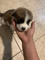 N/A, a male Saint Bernard for sale in Westminster, CA – 4 of 8