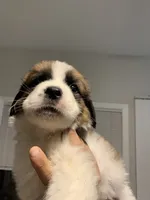 N/A, a male Saint Bernard for sale in Westminster, CA – 7 of 8