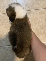 N/A, a female Saint Bernard for sale in Westminster, CA – 5 of 6