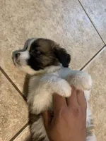 N/A, a female Saint Bernard for sale in Westminster, CA – 3 of 6