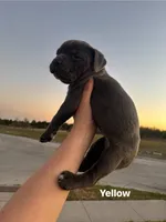 Yellow, a female Cane Corso for sale in Caddo Mills, TX – Photo 2 of 2