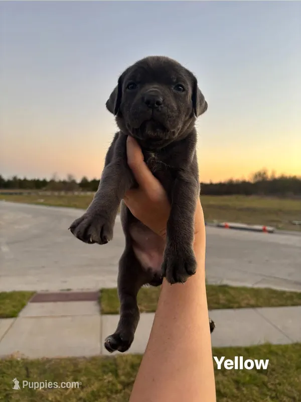 Yellow – Cane Corso puppy for sale in Caddo Mills, TX